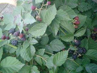 blackberry