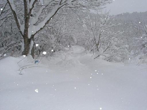 ニコバイ山の入り口～2005年元日です！～