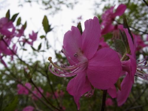 １３ＯＲＣ合宿那須花