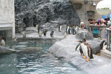 11旭山動物園ペンギン