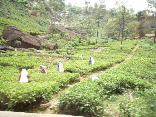 茶摘風景