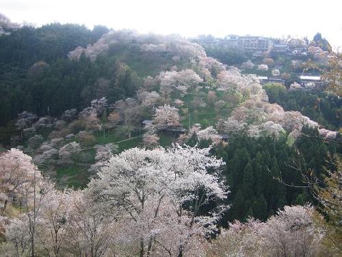 吉野桜