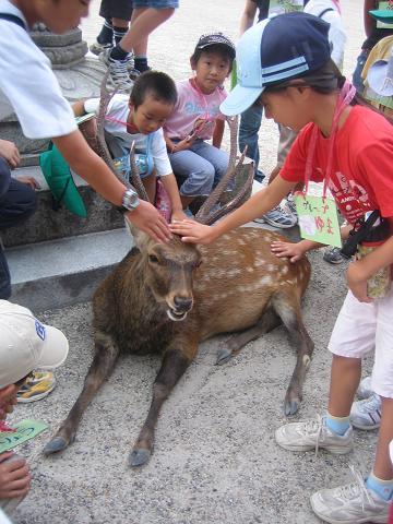 ゆまと鹿
