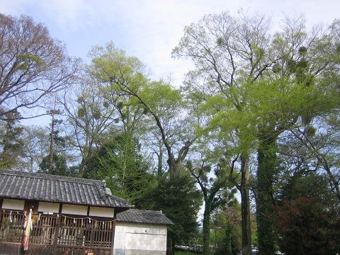 新芽の八幡神社