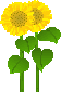 himawari