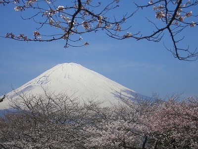 桜と富士