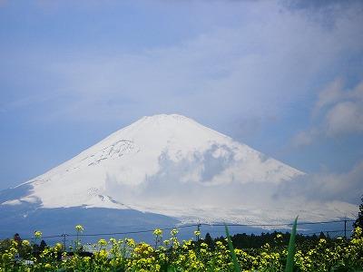 遅い積雪の富士