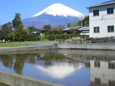 逆さ富士