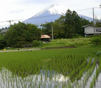 sakasafuji