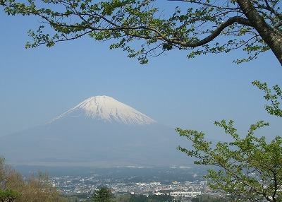 緑の奥に霞む富士