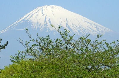 まぶしい緑と初夏の富士