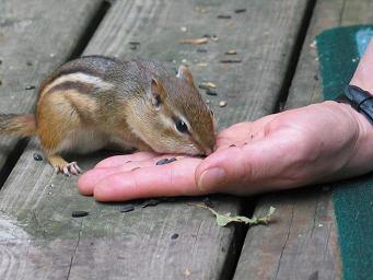 CHIPMUNK