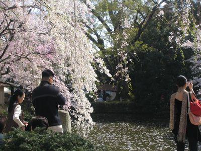 しだれ桜①