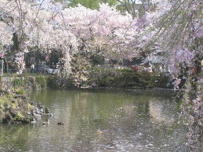 しだれ桜②