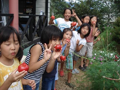 tomato丸かじり