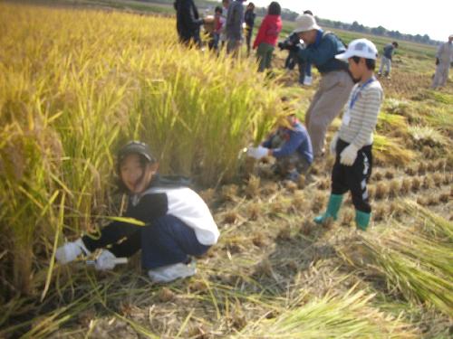 ラボっ子小学生稲刈り体験