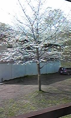 ラボランドの桜