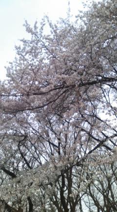 sakura2012