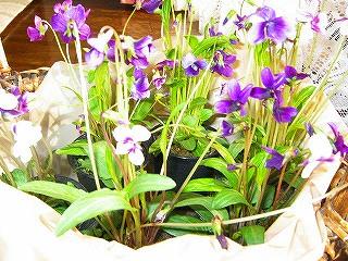 Where violets grow