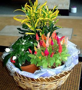 源平花