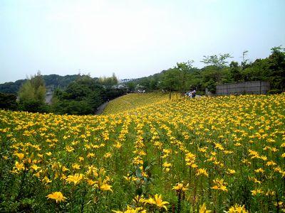 ＹＥＬＬＯＷ　ＬＩＬＬＩＥＳ