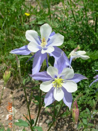 Columbine