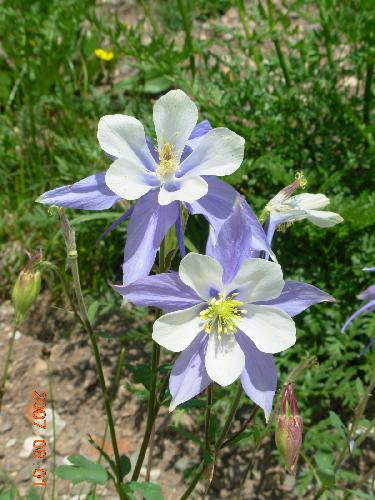 Columbine