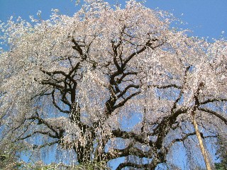 慈雲寺の桜NO.3