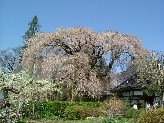 慈雲寺の桜NO.2
