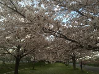 sakura