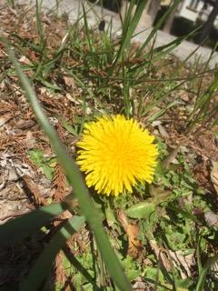 Dandelion