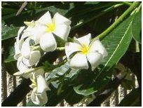 plumeria