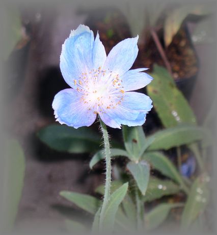 bluepoppy-1.jpg