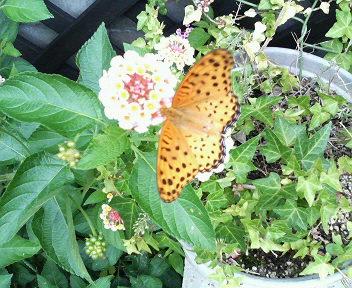 夏の花 1