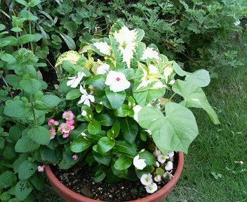 夏の花 5