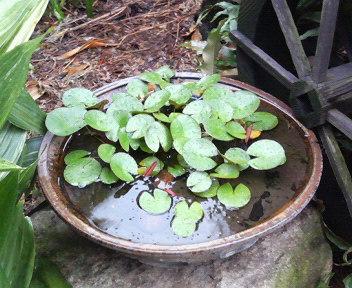 夏の花 11