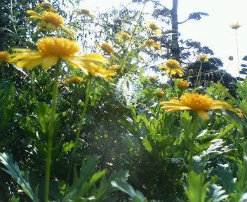 夏の庭 8