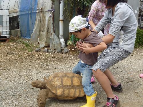 ピーナッツ掘り2011-6