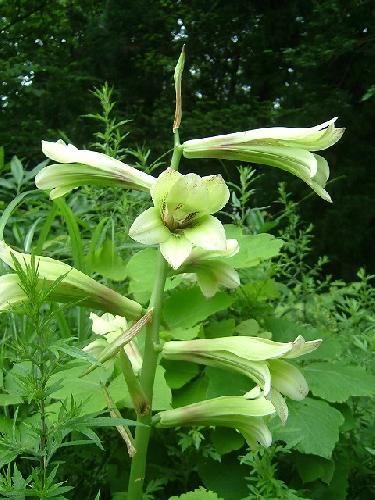 自然がいっぱい　何の花？