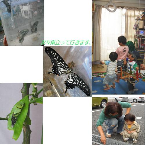 巣立ち