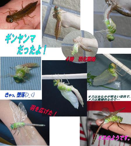ギンヤンマ羽化