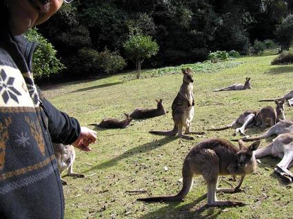 カンガルーも飼われているわけではありません