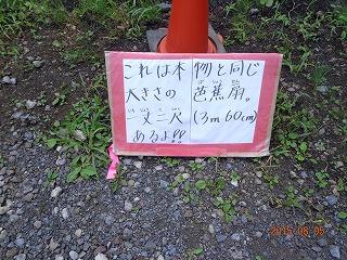 大きいね~