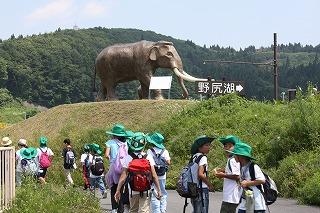 ナウマン象だ!!