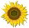 ひまわり