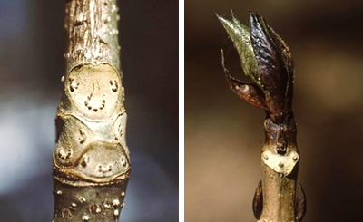 左:癒し系のサワグルミの顔　右:エゾアジサイは，髪もオシャレ！