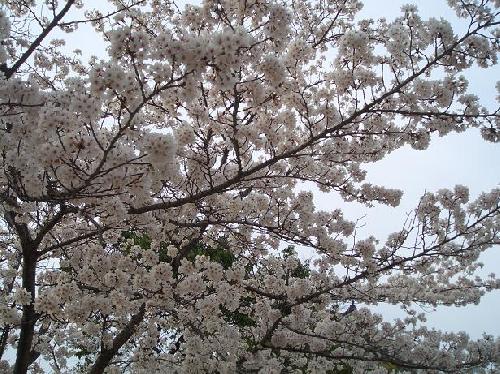 お城の桜08