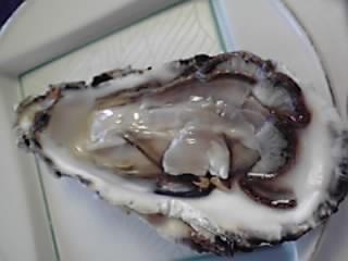 松島の牡蠣