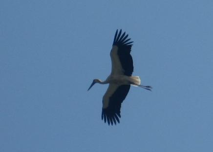 コウノトリ