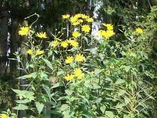 野の花１